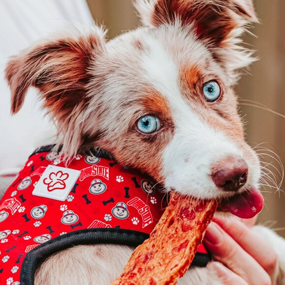 Ohio State Brutus Buckeye Pet Harness - Picture 16 of 16